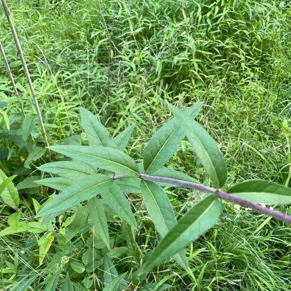 Silphium asteriscus Folha