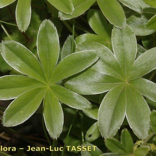 Alchemilla amphisericea Feuille