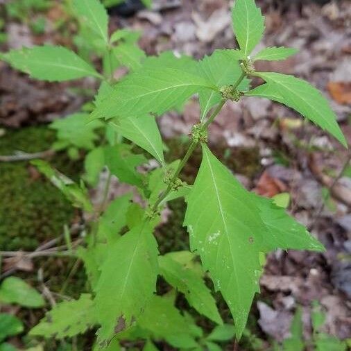 Lycopus virginicus Blad