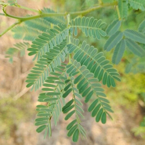 Acacia farnesiana Blatt