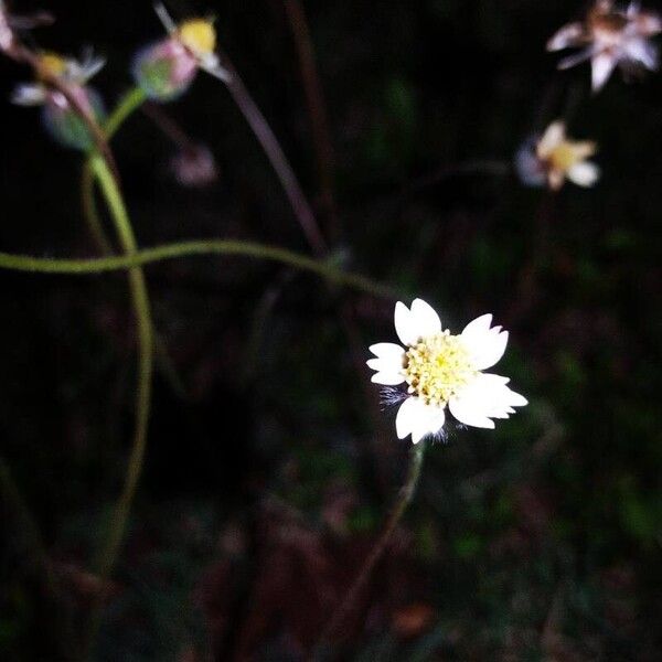 Tridax procumbens Yaprak