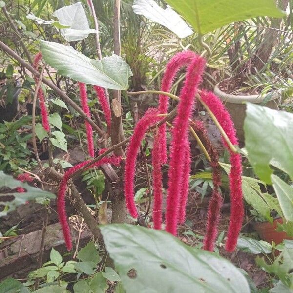 Acalypha hispida फूल