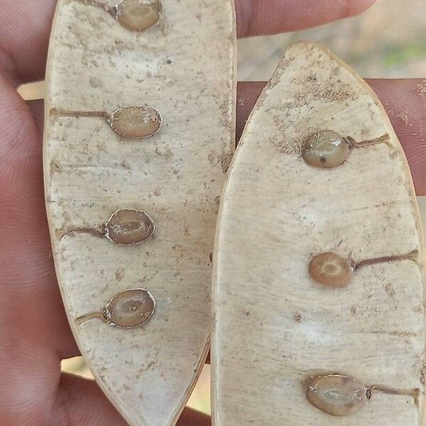 Albizia forbesii Fruit