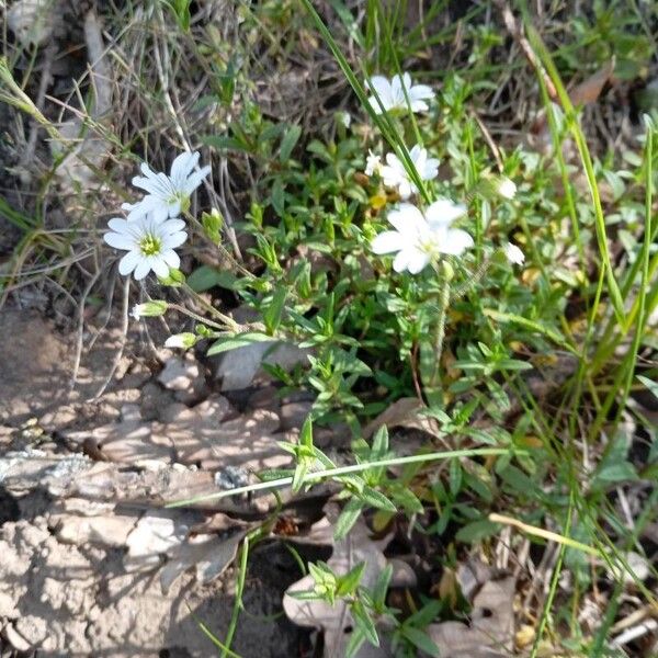 Cerastium arvense ᱵᱟᱦᱟ