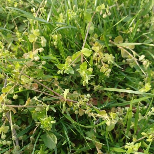 Stellaria apetala Leaf