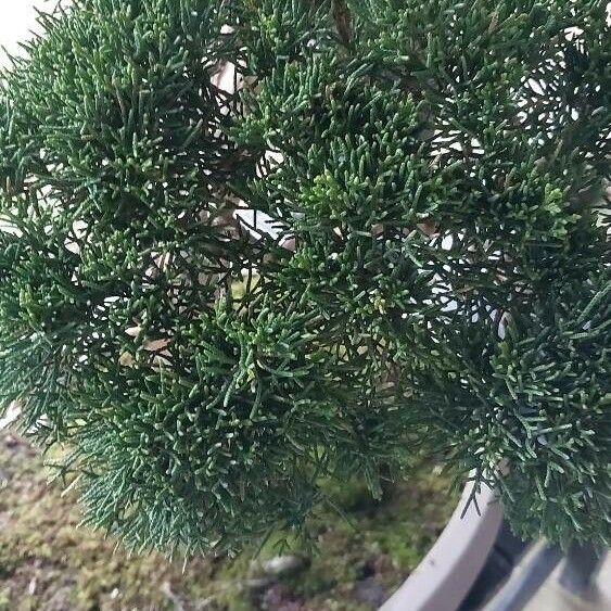 Juniperus chinensis Blatt