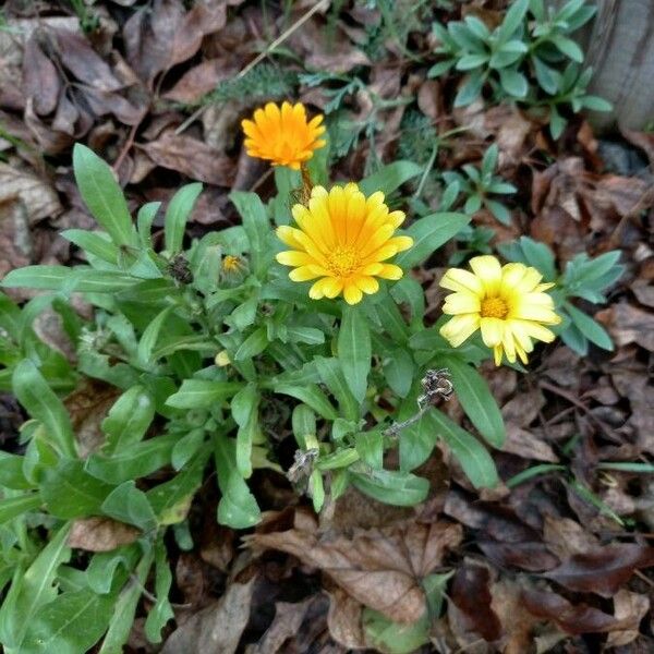 Calendula officinalis Habit