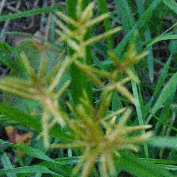 Cyperus esculentus Flower
