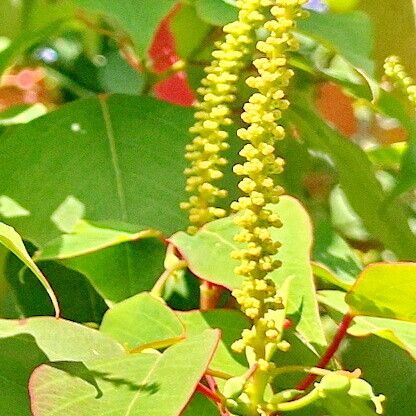 Homalanthus populifolius Çiçek