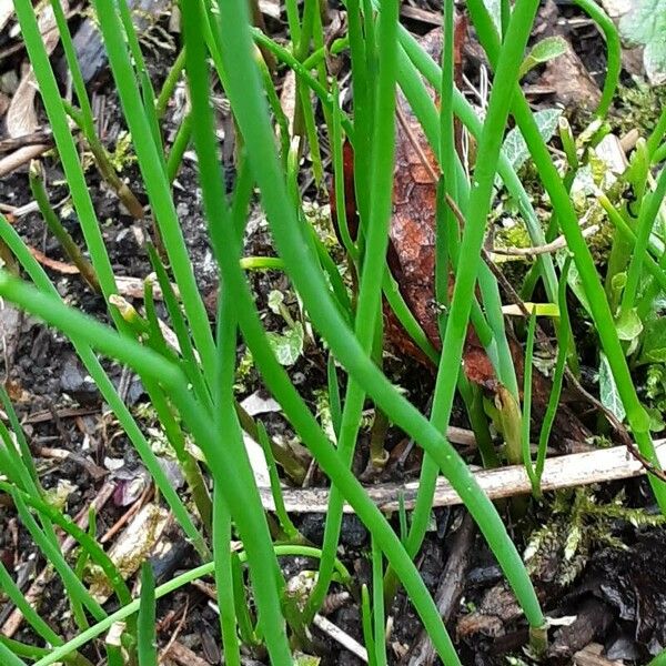 Allium schoenoprasum पत्ता