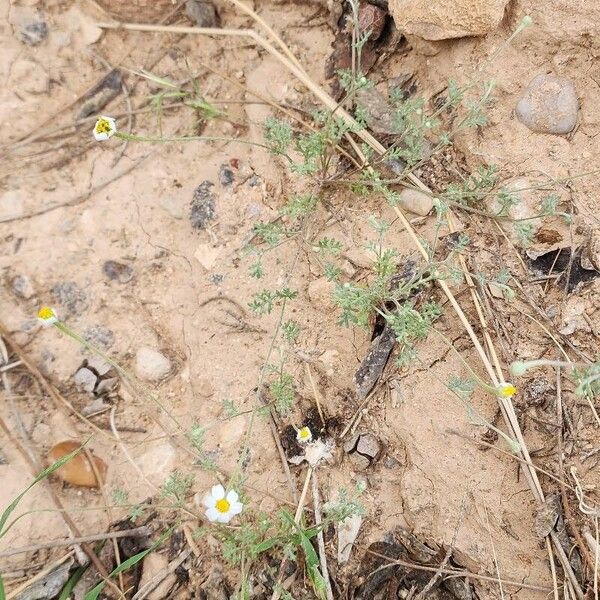 Anthemis odontostephana ᱛᱟᱦᱮᱸ