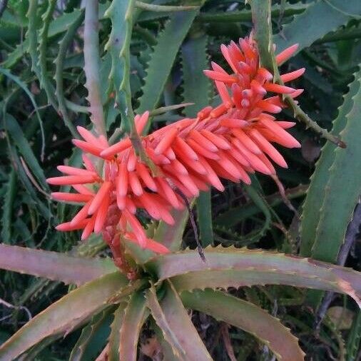 Aloe arborescens Kwiat