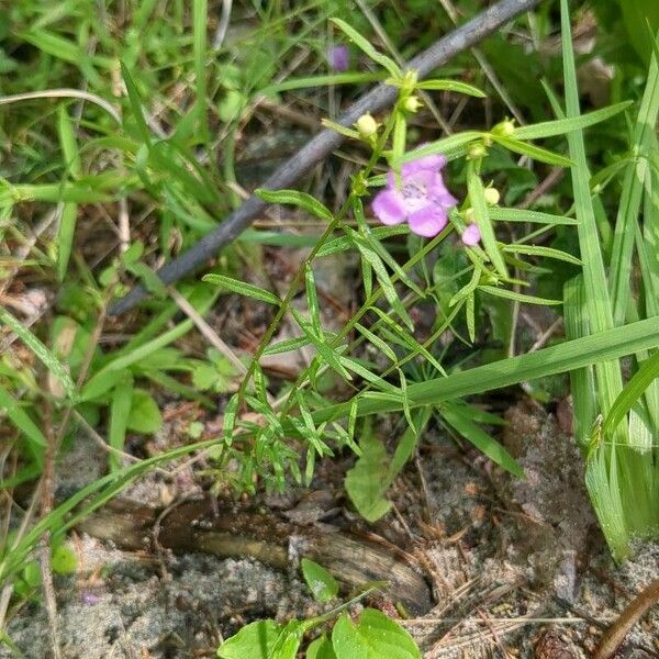 Agalinis purpurea 花