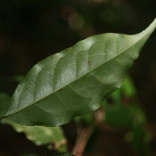 Eugenia patrisii Leaf