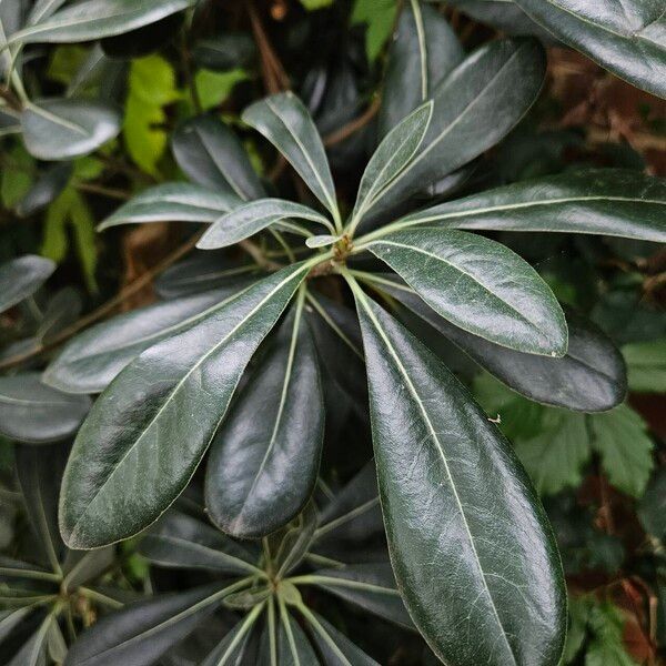 Pittosporum heterophyllum পাতা