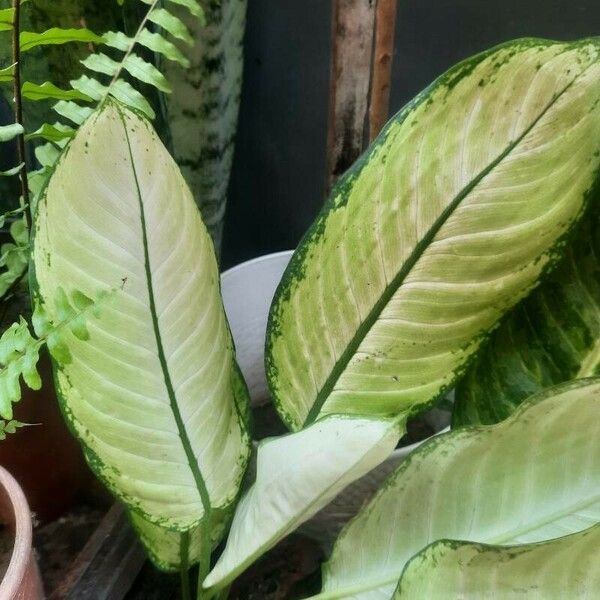 Dieffenbachia seguine Feuille