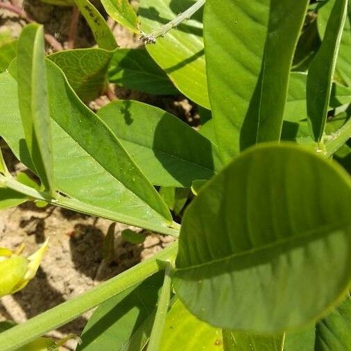 Crotalaria retusa Leaf