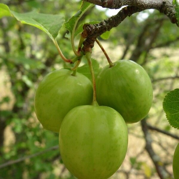 Prunus domestica Fruchs