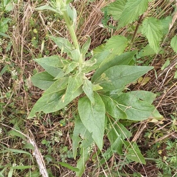 Verbascum lychnitis Deilen