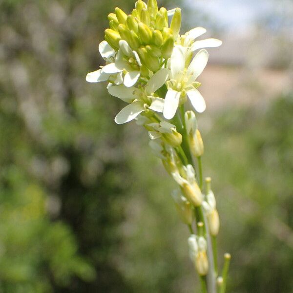 Turritis glabra Kwiat