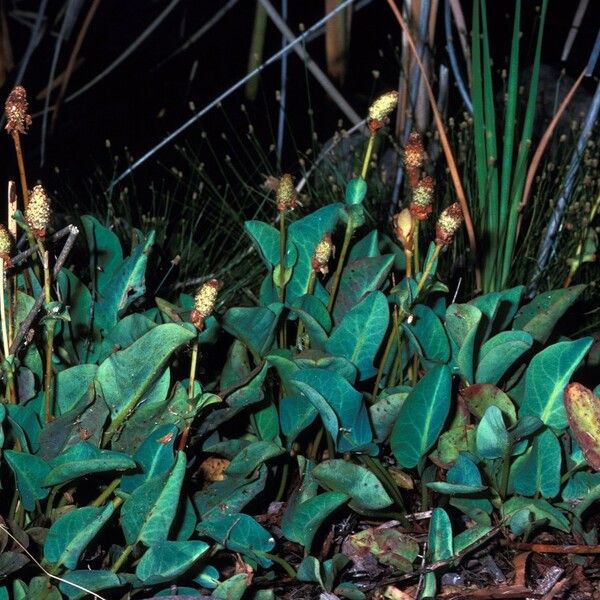 Anemopsis californica Celota