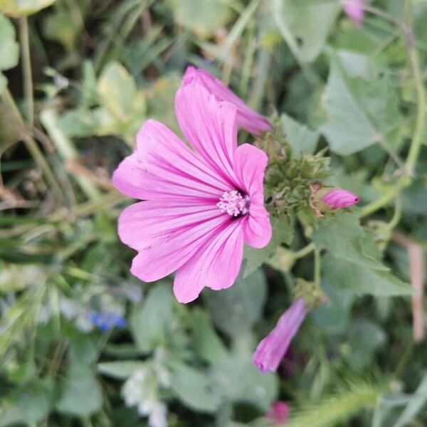 Malope trifida Blüte