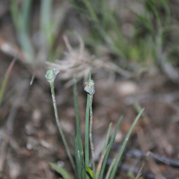 Plantago patagonica Hábito