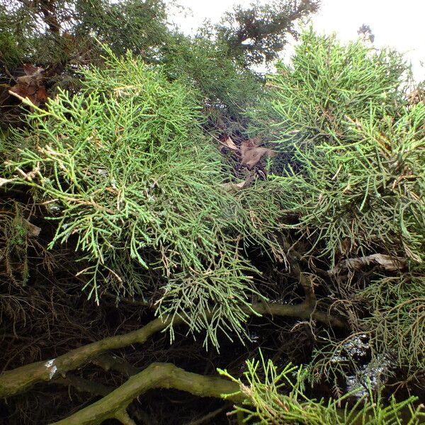 Juniperus cedrus Folha