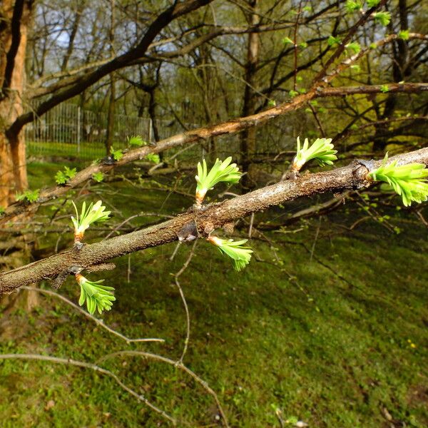 Metasequoia glyptostroboides ᱥᱟᱠᱟᱢ