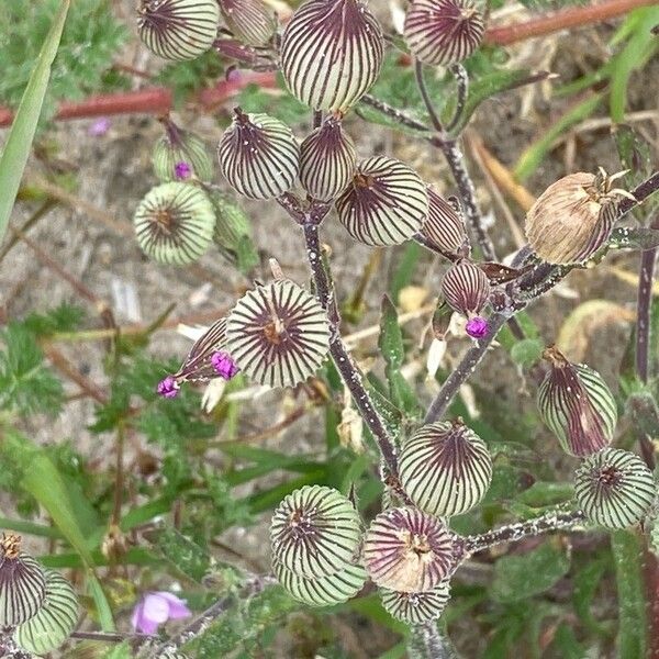 Silene conica Lorea