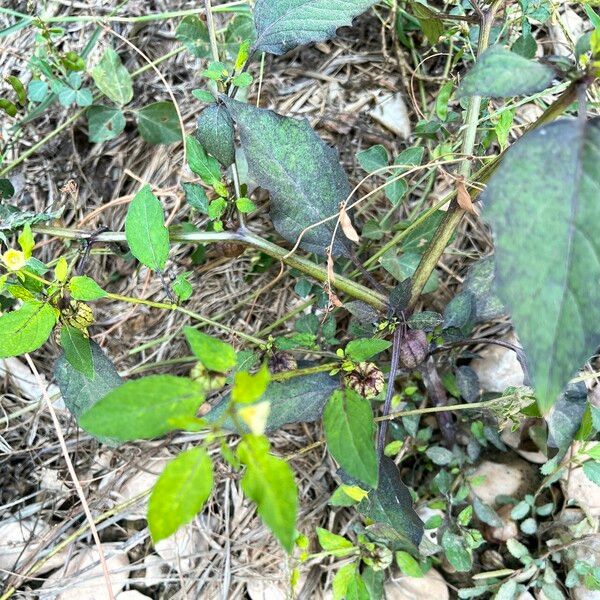 Physalis angulata Blatt