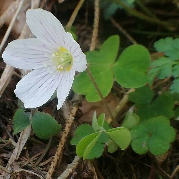 Oxalis acetosella Alkat (teljes növény)