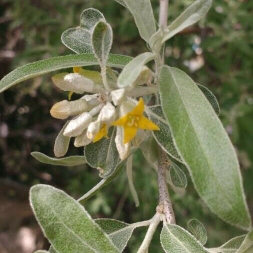 Elaeagnus angustifolia Fiore