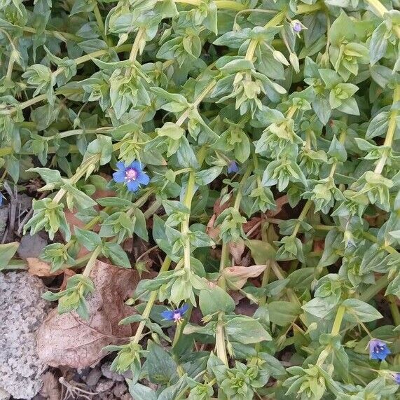 Lysimachia foemina Habit