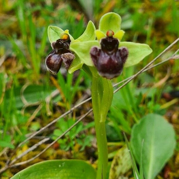 Ophrys bombyliflora Habit