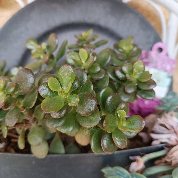 Crassula ovata বাকল