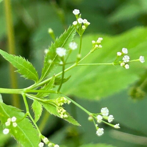 Cryptotaenia canadensis Flower