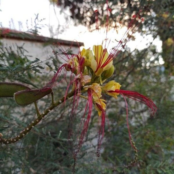 Caesalpinia gilliesii Flor