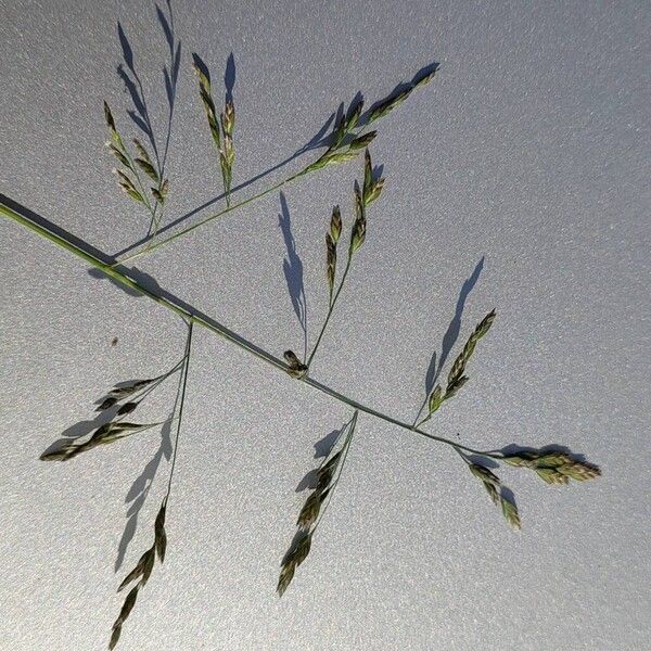 Poa pratensis 花