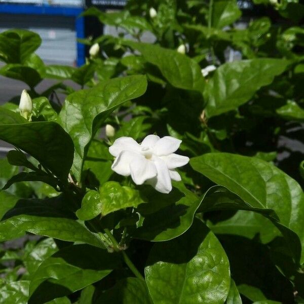 Jasminum sambac Flower