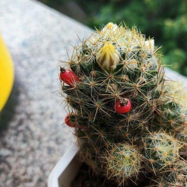 Mammillaria prolifera Blad