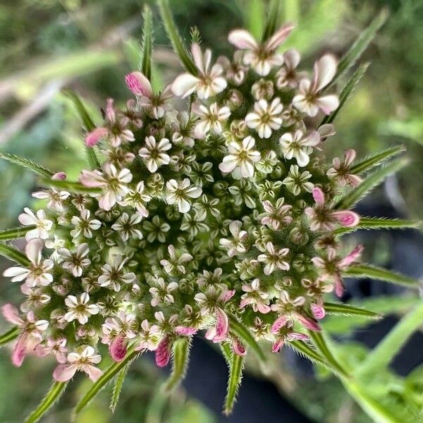 Tordylium maximum Flower