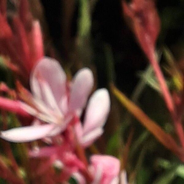 Oenothera gaura Žiedas