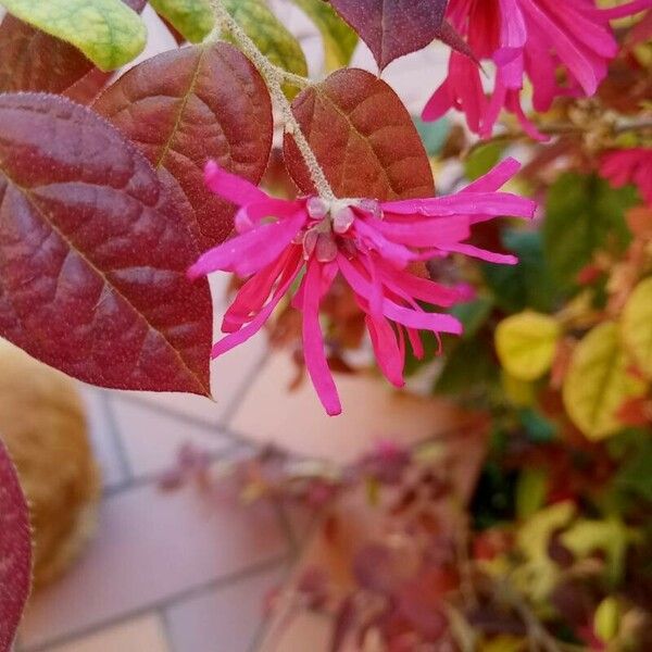 Loropetalum chinense Flower