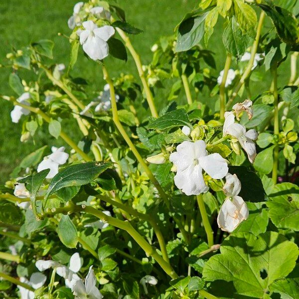 Impatiens walleriana Natur