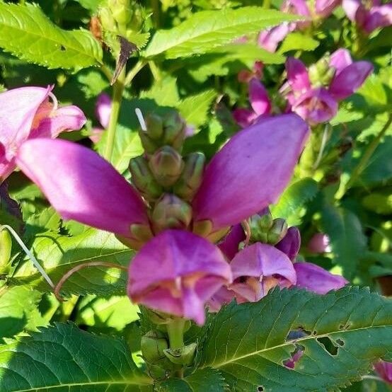 Chelone obliqua Květ