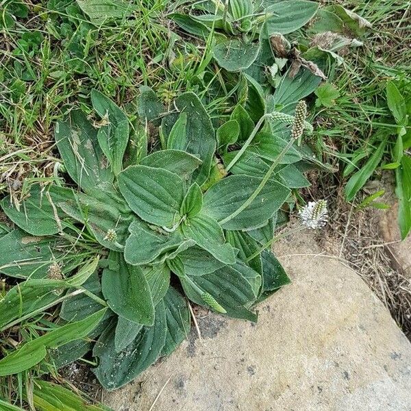 Plantago media Hábitos