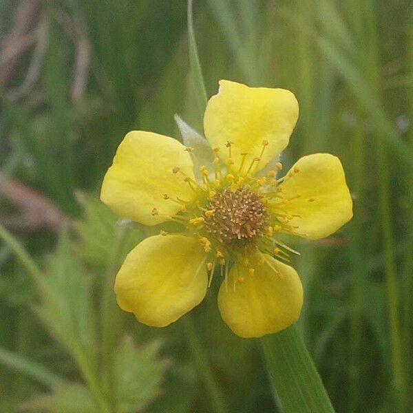 Geum urbanum Flor