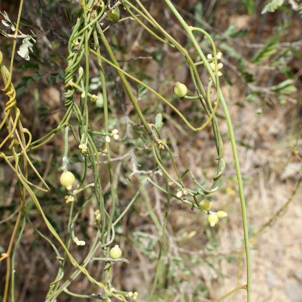 Cassytha filiformis Плод