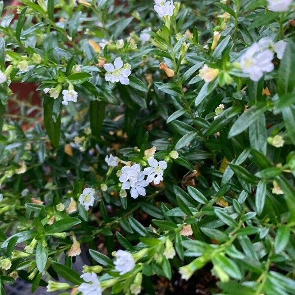 Cuphea hyssopifolia Flower